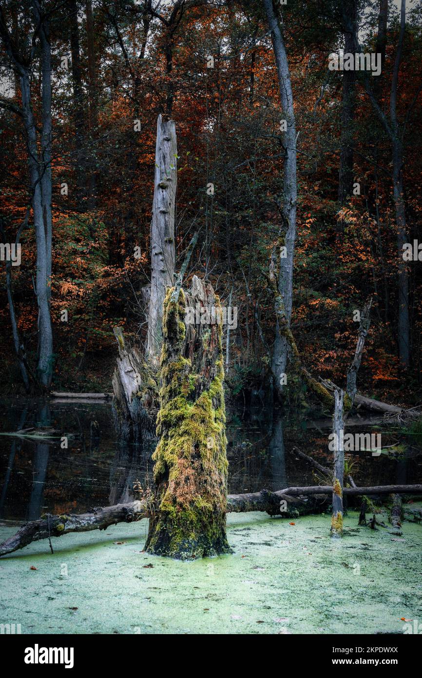 Dead standing tree in a swamp in autumn in Brandenburg Germany Stock