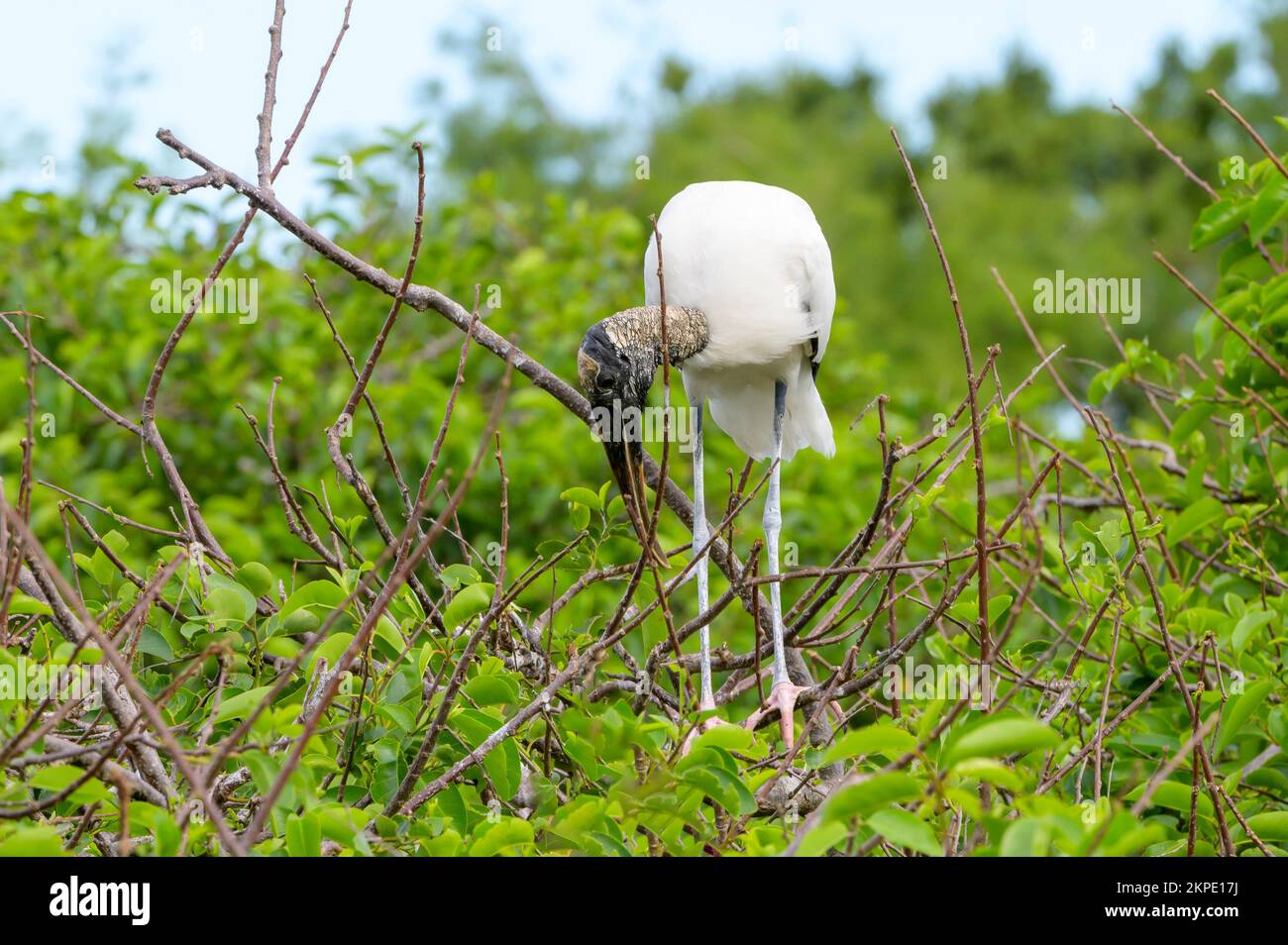 Wood Stork (Mycteria americana) building on the nest in tree