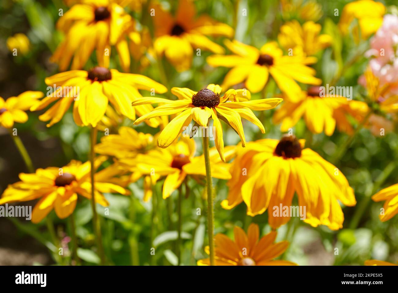 Flowering Yellow Coneflower, Flowers, Germany Stock Photo