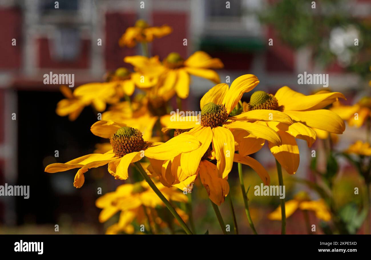 Flowering Yellow Coneflower, Side View, Flowers, Germany Stock Photo