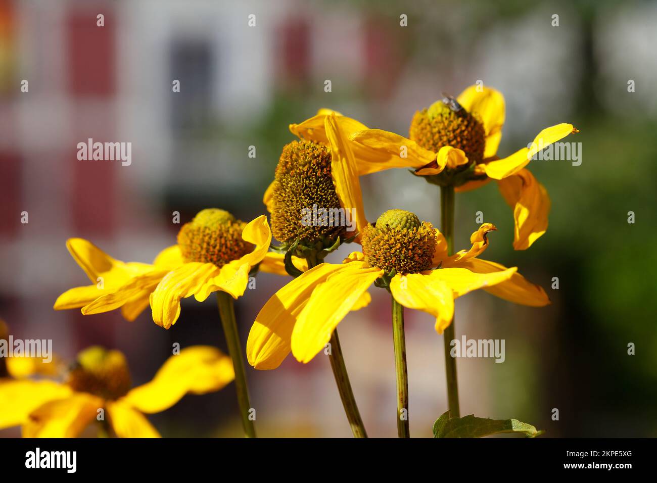 Flowering Yellow Coneflower, Side View, Flowers, Germany Stock Photo