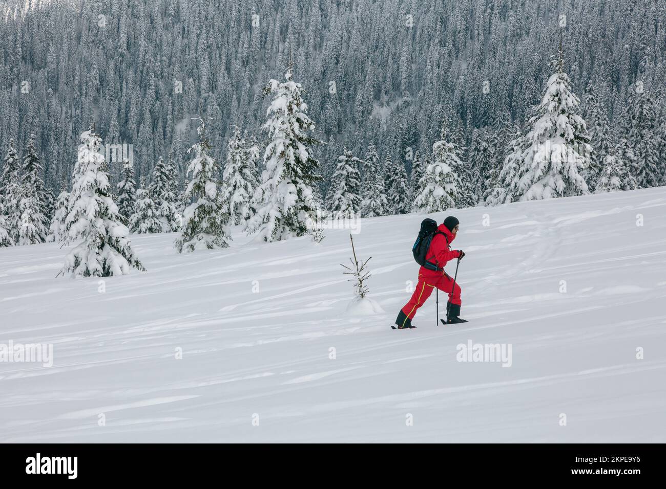 An active ski-tour hiker in red with a backpack on a winter trail among a snow covered spruce trees, an adrenaline outdoor freeride adventures Stock Photo