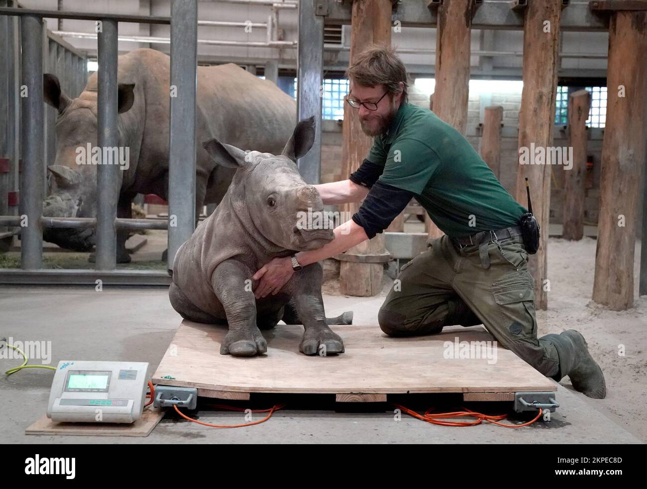 Morag the six week old Southern white rhino calf is given a rub by Large Mammal Keeper Alex Wainwright as she is weighed at Blair Drummond Safari and Adventure Park, near Stirling. Picture date: Monday November 28, 2022. Stock Photo