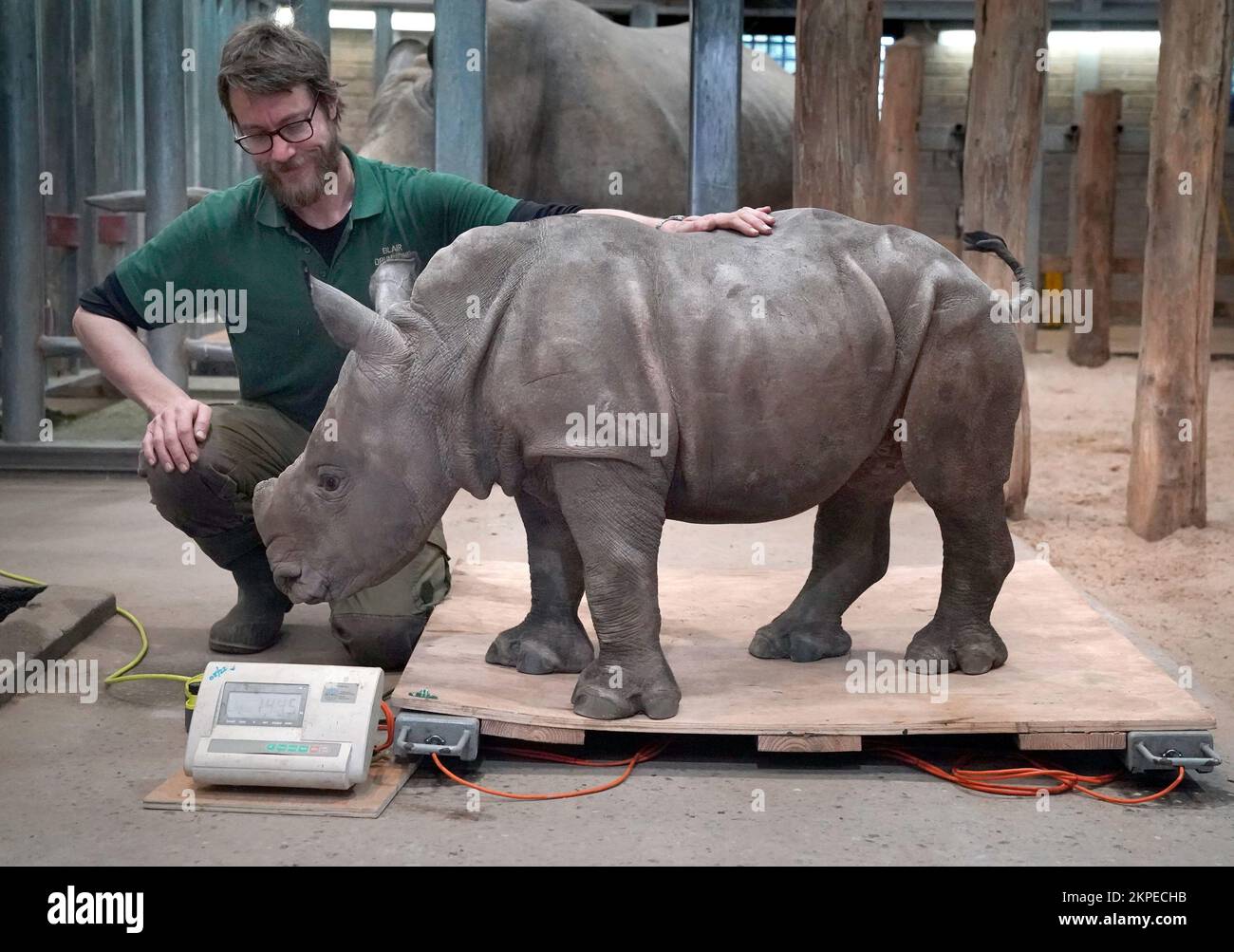 Morag the six week old Southern white rhino calf is given a rub by Large Mammal Keeper Alex Wainwright as she is weighed at Blair Drummond Safari and Adventure Park, near Stirling. Picture date: Monday November 28, 2022. Stock Photo