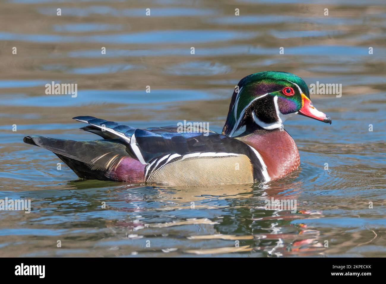 A male wood duck with beautiful, colorful breeding plumage swims along a lake Stock Photo