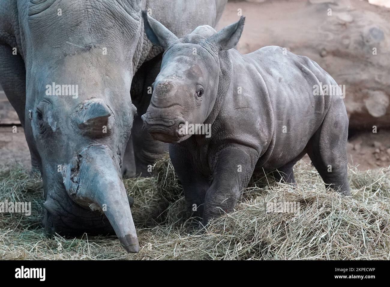 Morag the six week old Southern white rhino calf in her yard with mum Dot after she was weighed at Blair Drummond Safari and Adventure Park, near Stirling. Picture date: Monday November 28, 2022. Stock Photo