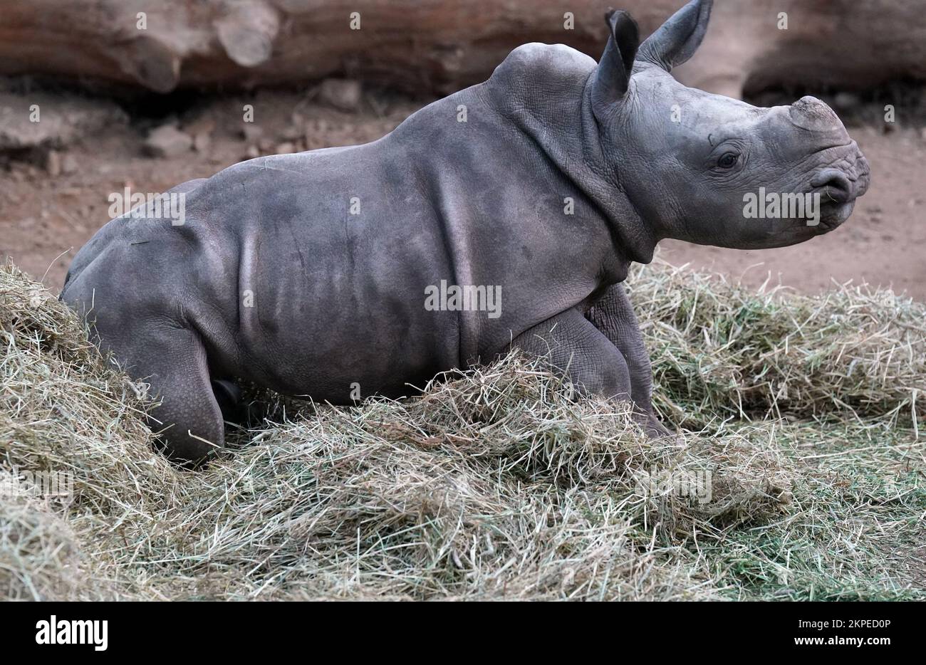 Morag the six week old Southern white rhino calf in her yard after she was weighed at Blair Drummond Safari and Adventure Park, near Stirling. Picture date: Monday November 28, 2022. Stock Photo