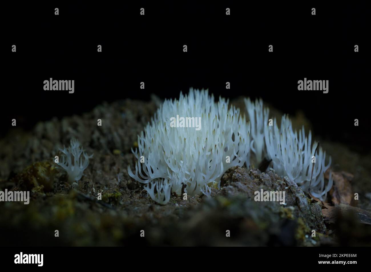 White coral fungi (Lentaria afflata) Stock Photo