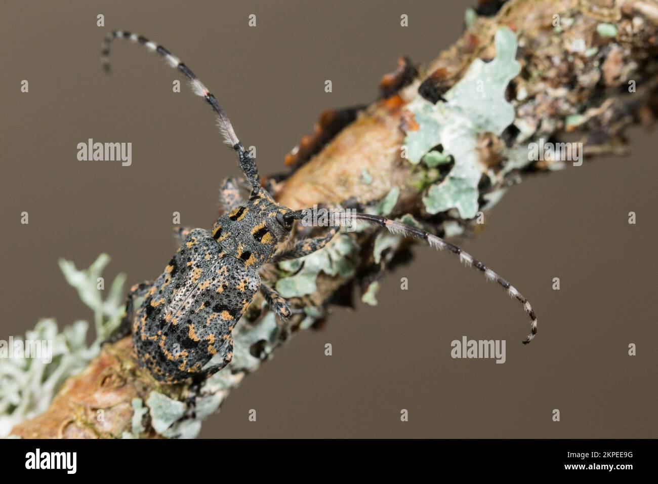 A rare longhorn beetle, Mesosa myops in the Ruissalo island, Finland. Stock Photo