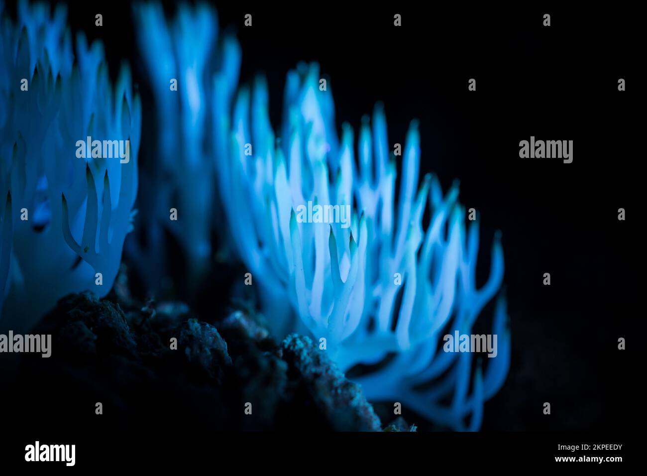 White coral fungi (Lentaria afflata) in UV light Stock Photo