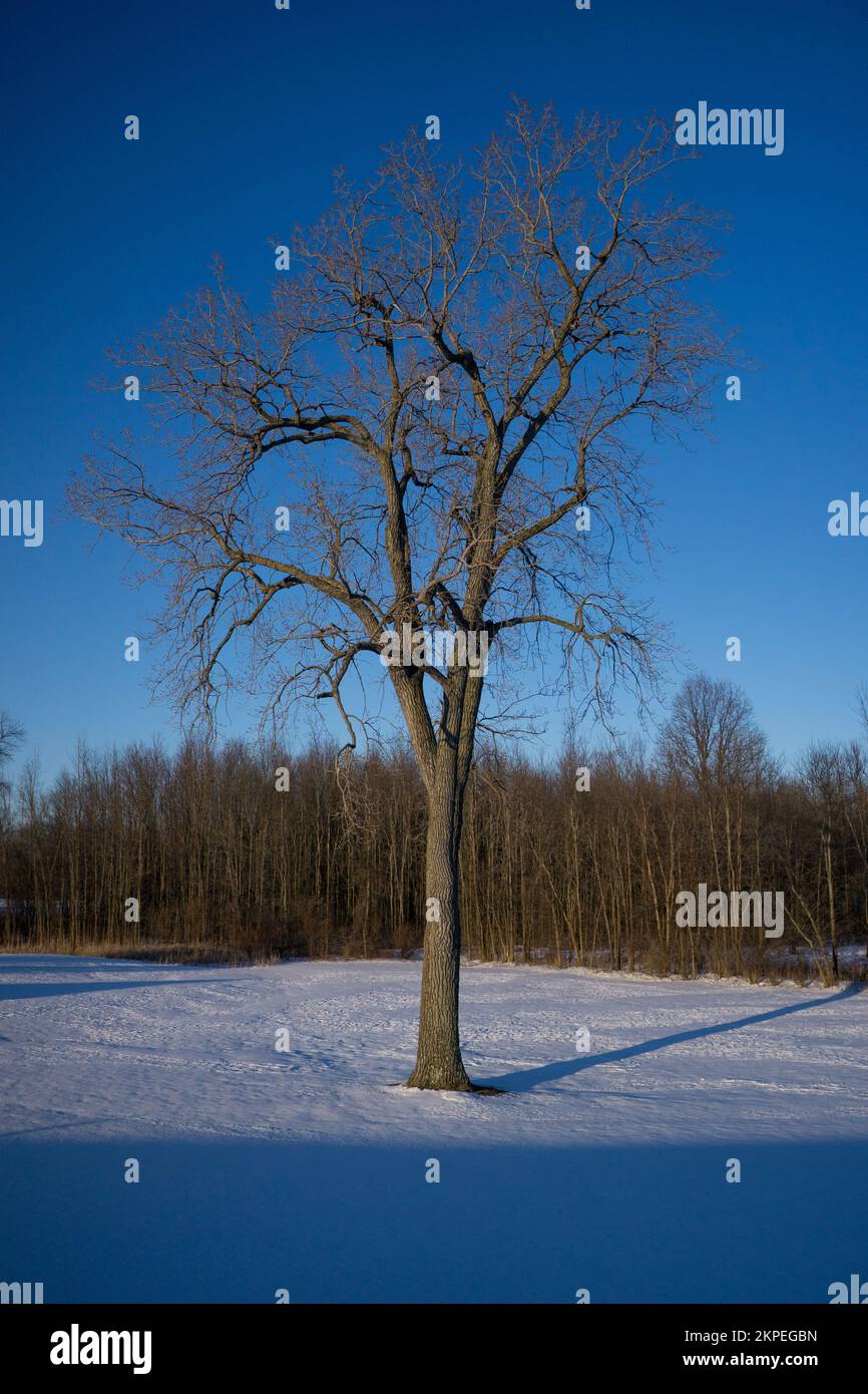 Single large tree dominates the landscape Stock Photo - Alamy