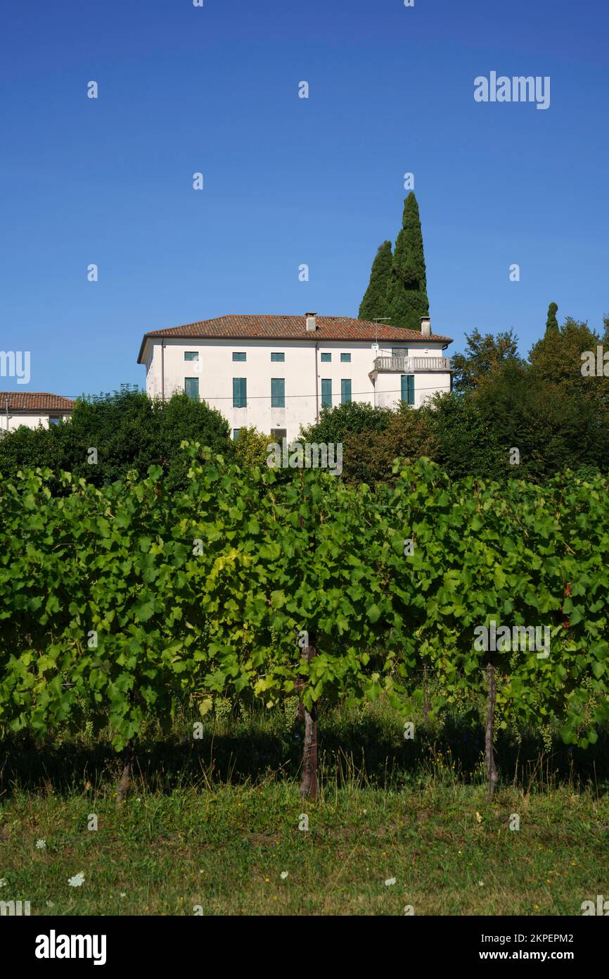 Vineyards along the Road of Prosecco e Conegliano Vines, in Treviso province, Veneto, Italy, at summer. Unesco World Heritage Site Stock Photo