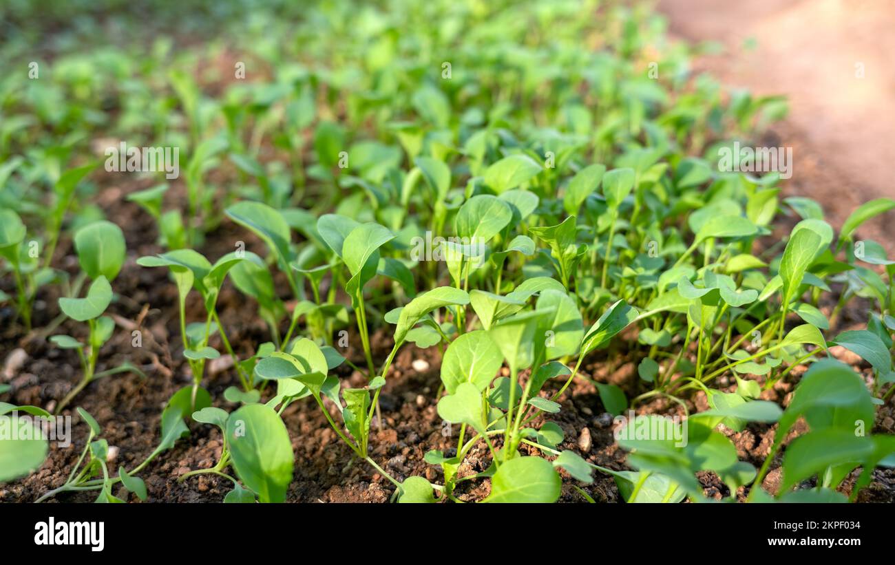 Homegrown arugula (or rocket) plants grown in a home greenhouse ...