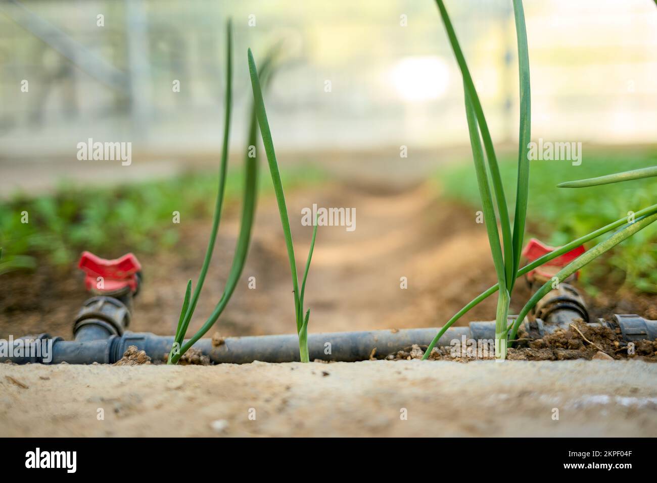 Homegrown onion plants grown in a home greenhouse biological methods. Installed automated drip irrigation system. Home gardening. Greece. Stock Photo