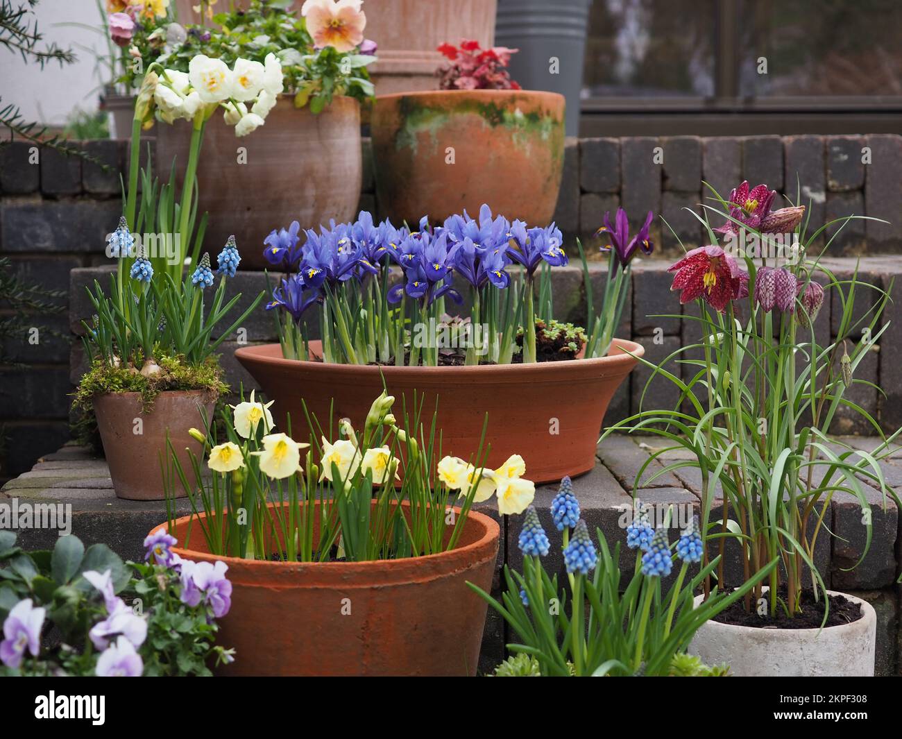 Spring bulbs in terracotta pots on brick steps Stock Photo