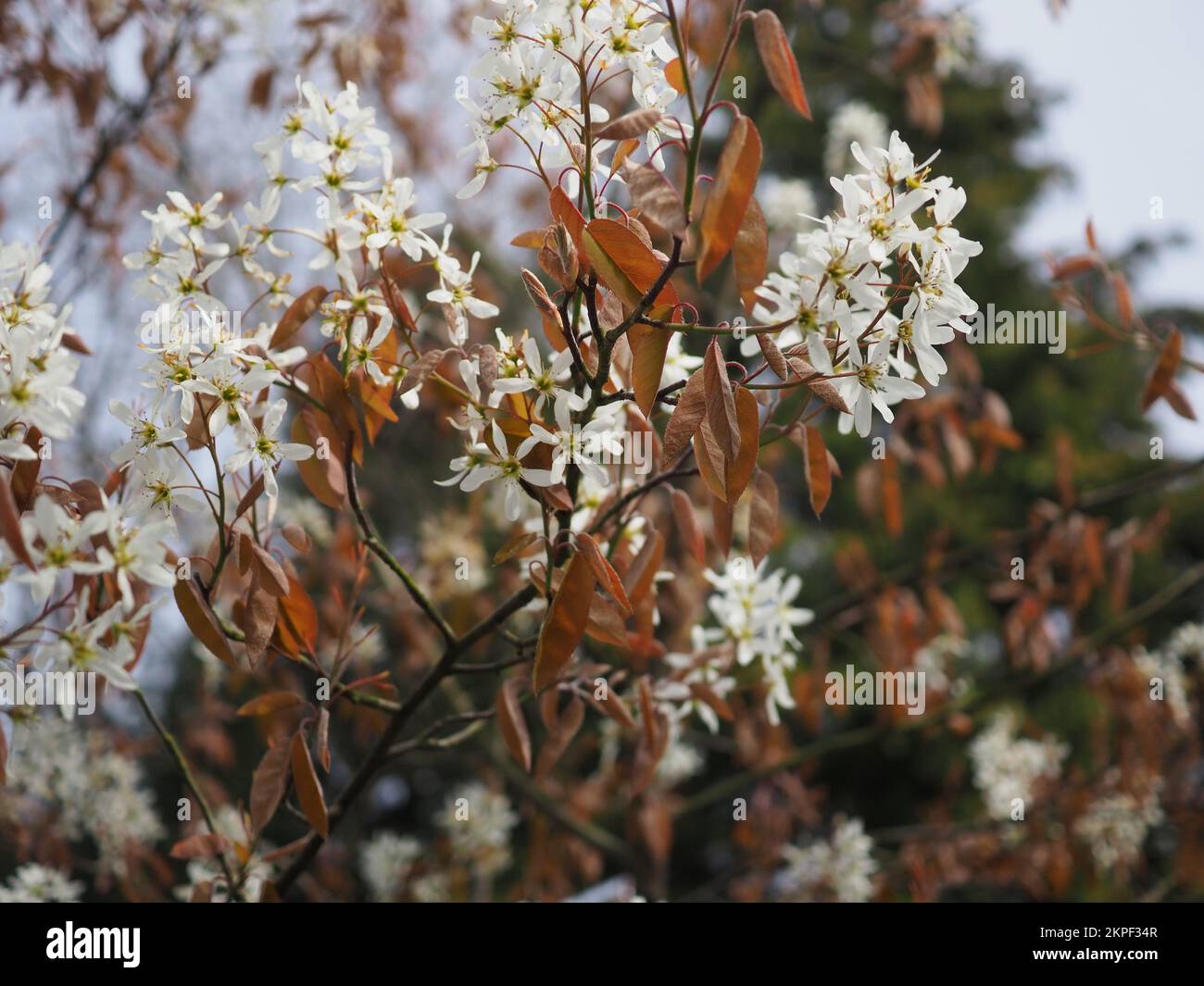 Amelanchier lamarckii blossom Stock Photo