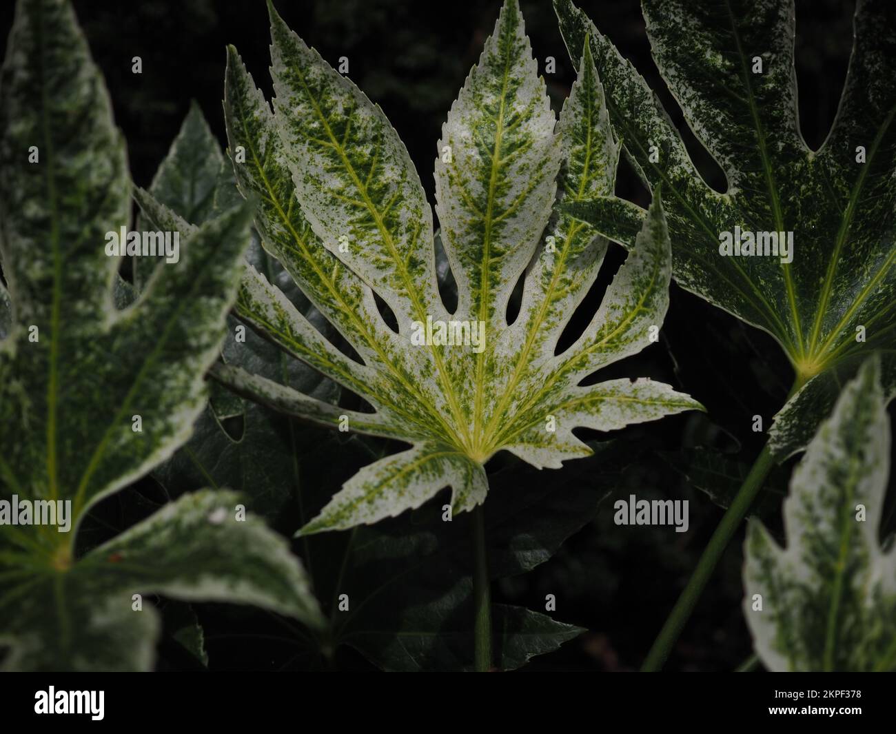 Close up of the variegated leaves of Fatsia japonica 'Spider's Web' (Caster oil plant) against a dark background Stock Photo