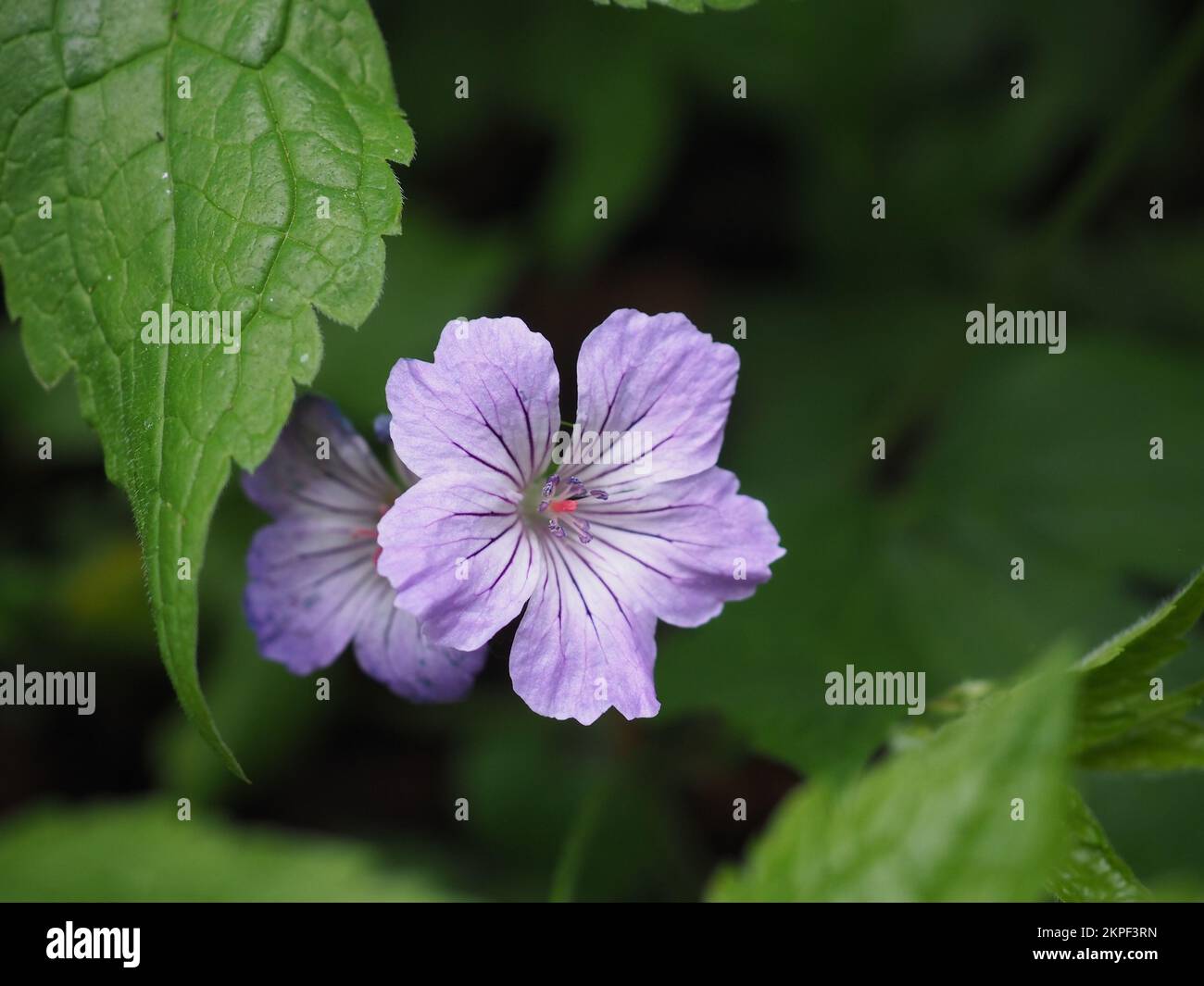 Close up of a Geranium nodosum (Knotted Cranesbill) flower surrounded by leaves against out of focus background Stock Photo