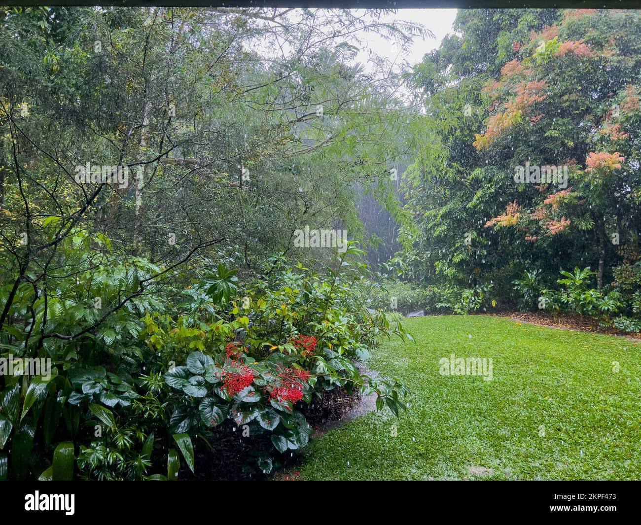 Raining day garden in the backyard Stock Photo