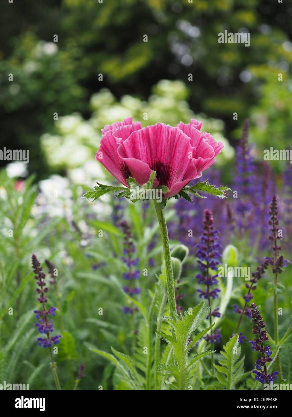 Tall Papaver orientale 'Patty's Plum' poppy in a summer garden border Stock Photo