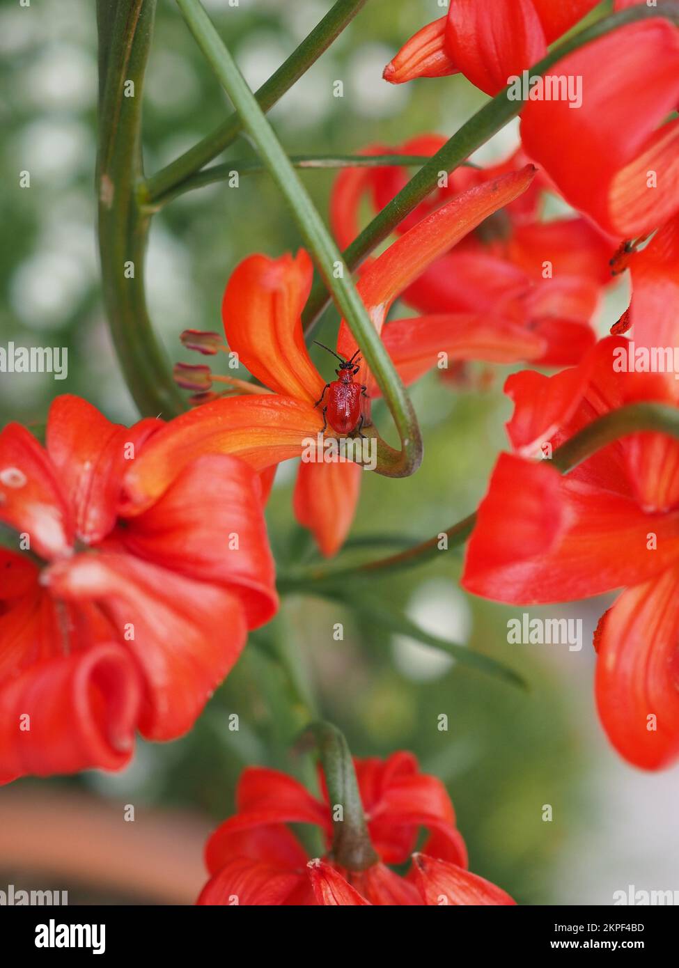 Scarlet lily beetle on a Lilium pumilum Stock Photo
