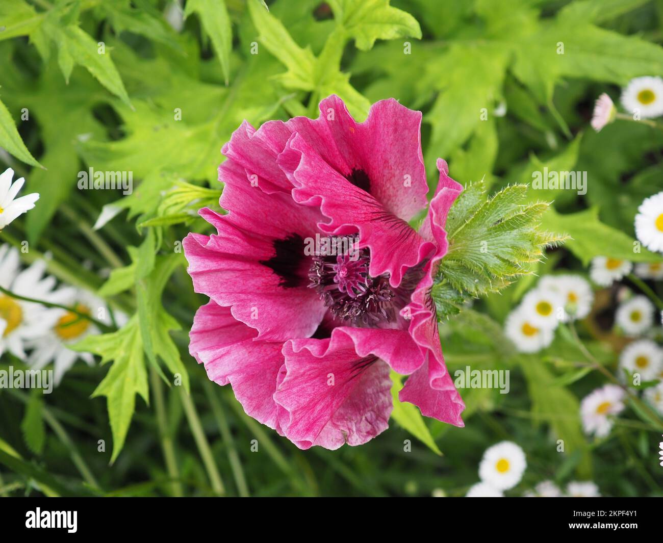 Close up of Papaver orientale 'Patty's Plum' poppy flower in cottage garden border Stock Photo