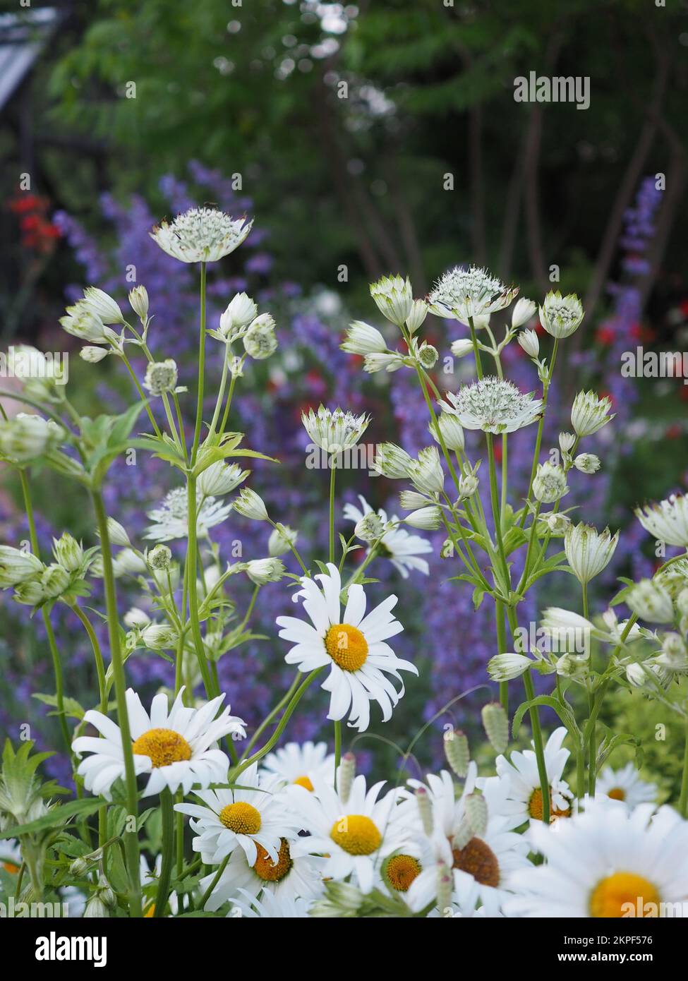 Astrantia major 'Alba' flowers in a perennial border with Leucanthemum 'Wirral Supreme' in the foreground and Salvia 'May Night' in the background Stock Photo