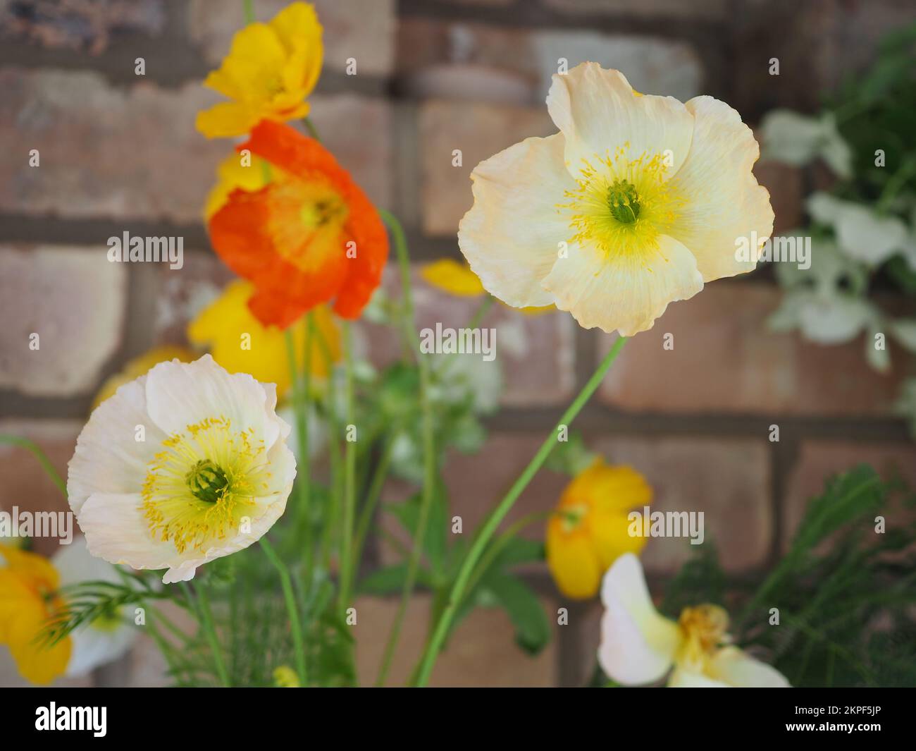 Close up of differently coloured Icelandic poppies (Papaver nudicaule 'Champagne Bubbles Mix') against a brick wall Stock Photo