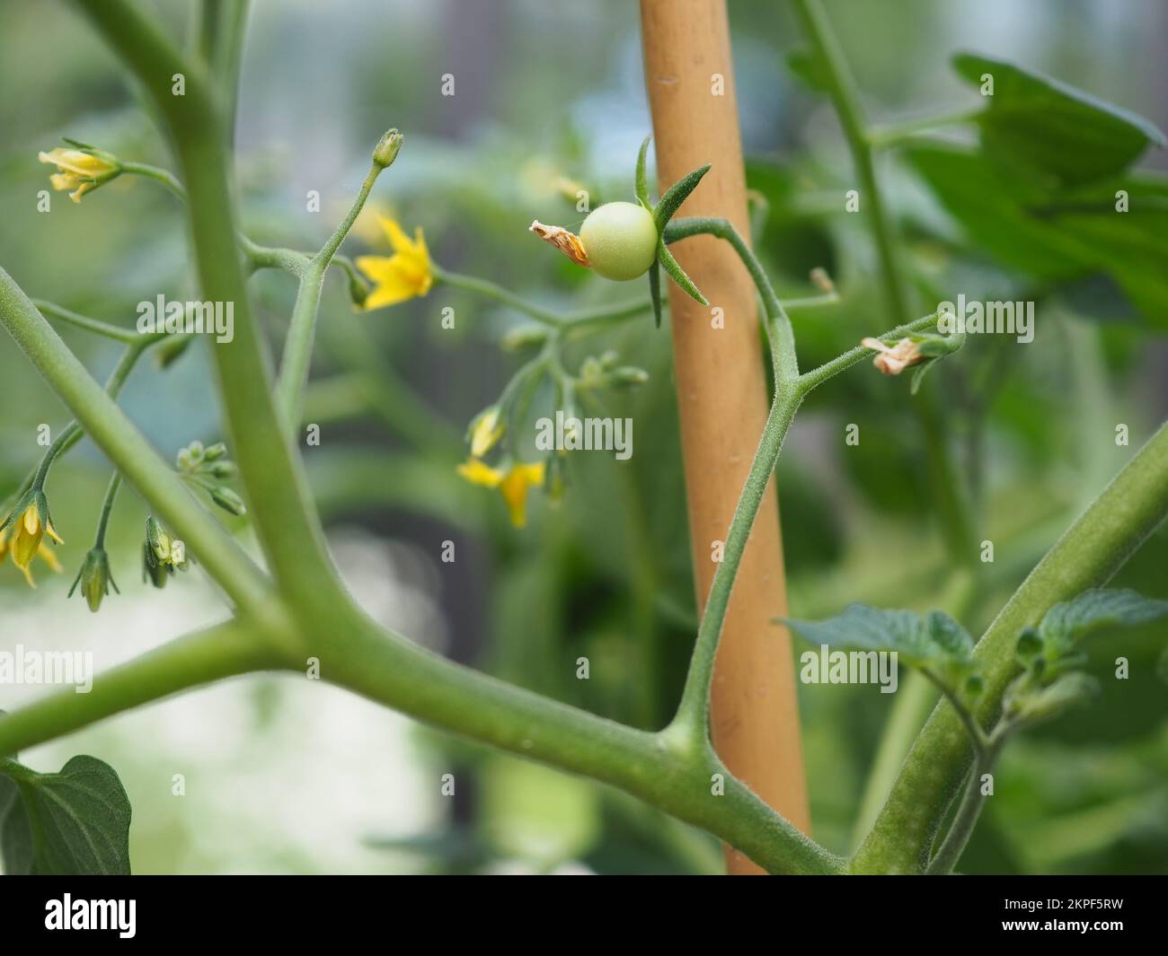 Micro cherry tomato ripening on the vine Stock Photo Alamy