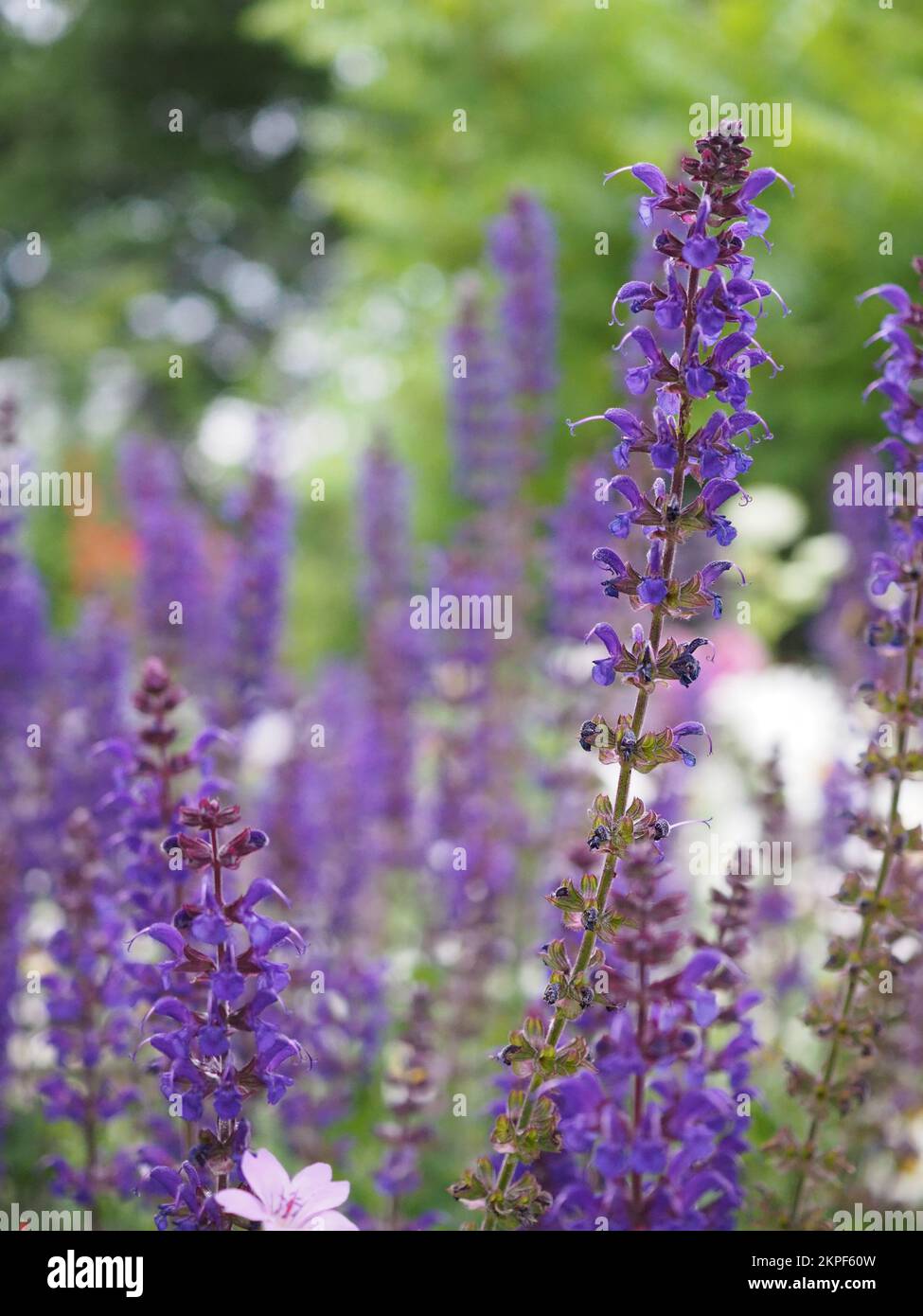 Close up of salvia x sylvestris 'May Night' or 'Mainacht' (wood sage) flowers Stock Photo