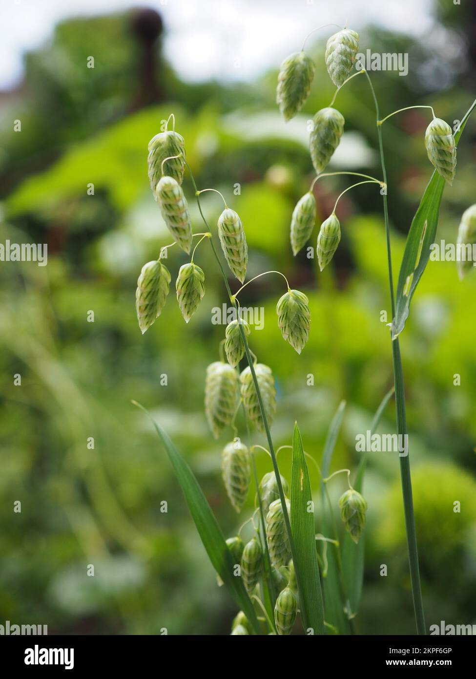 Close up of Briza maxima (Greater Quaking Grass) flowers in the sun Stock Photo