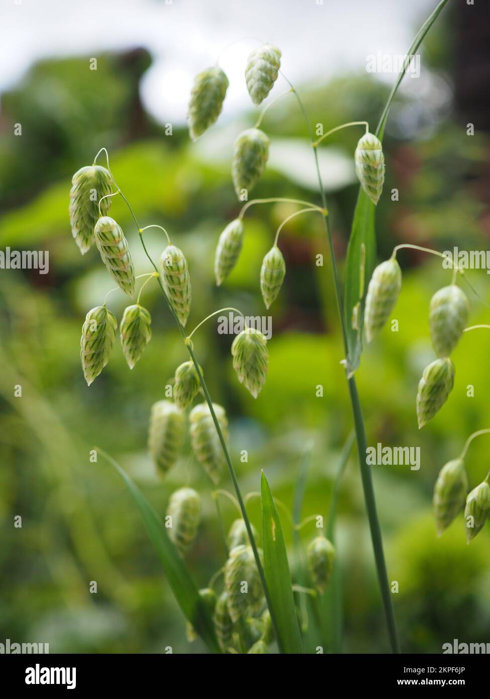 Close up of Briza maxima (Greater Quaking Grass) flowers in the sun Stock Photo