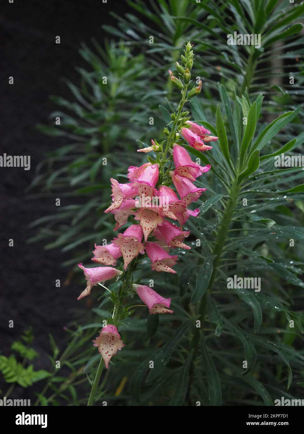 Digitalis x valine takforiv hires stock photography and images Alamy