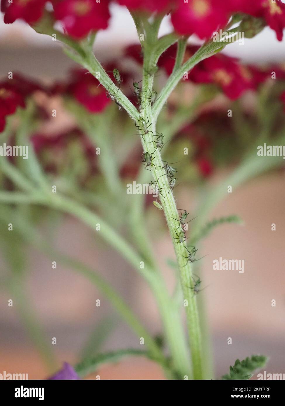 Close up of yarrow aphids (Microsiphoniella millefolii) on an Achillea plant stem Stock Photo