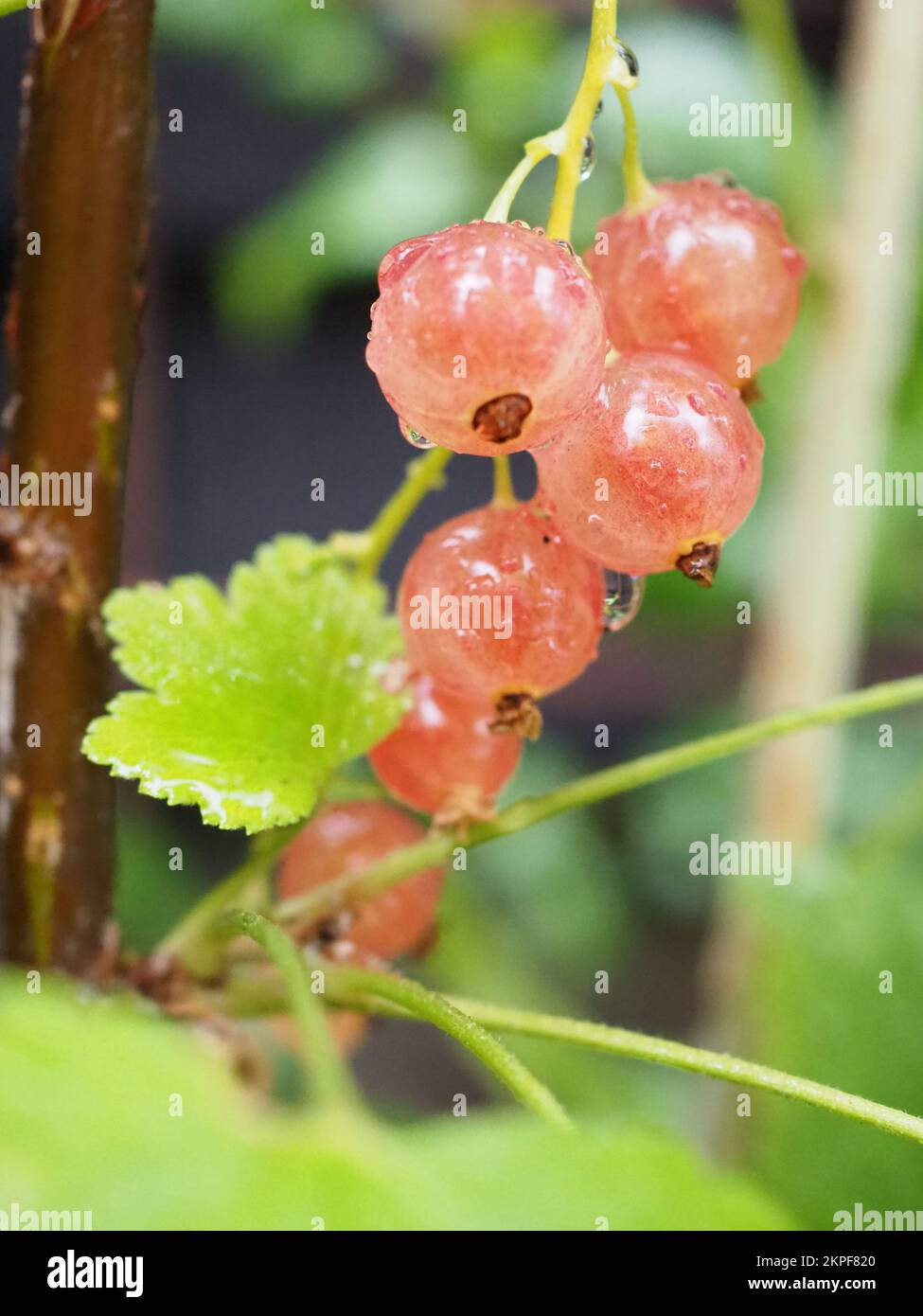 Close up of pinkcurrant fruit from 'Gloire de Sablon' bush and ...