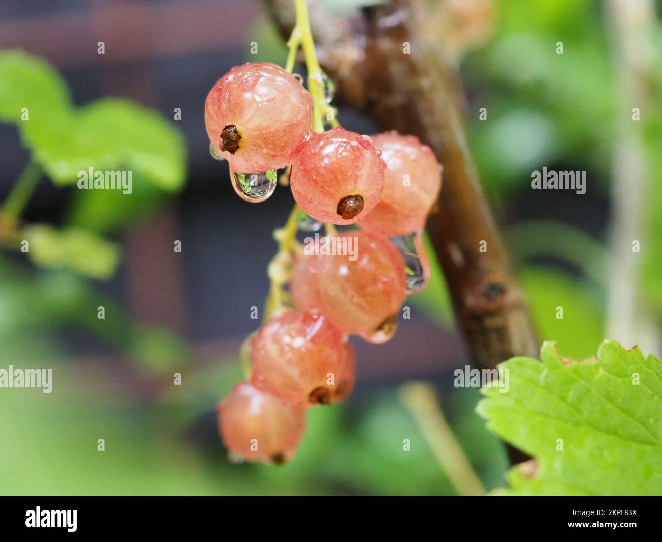 Close up of pinkcurrant fruit from 'Gloire de Sablon' bush and ...