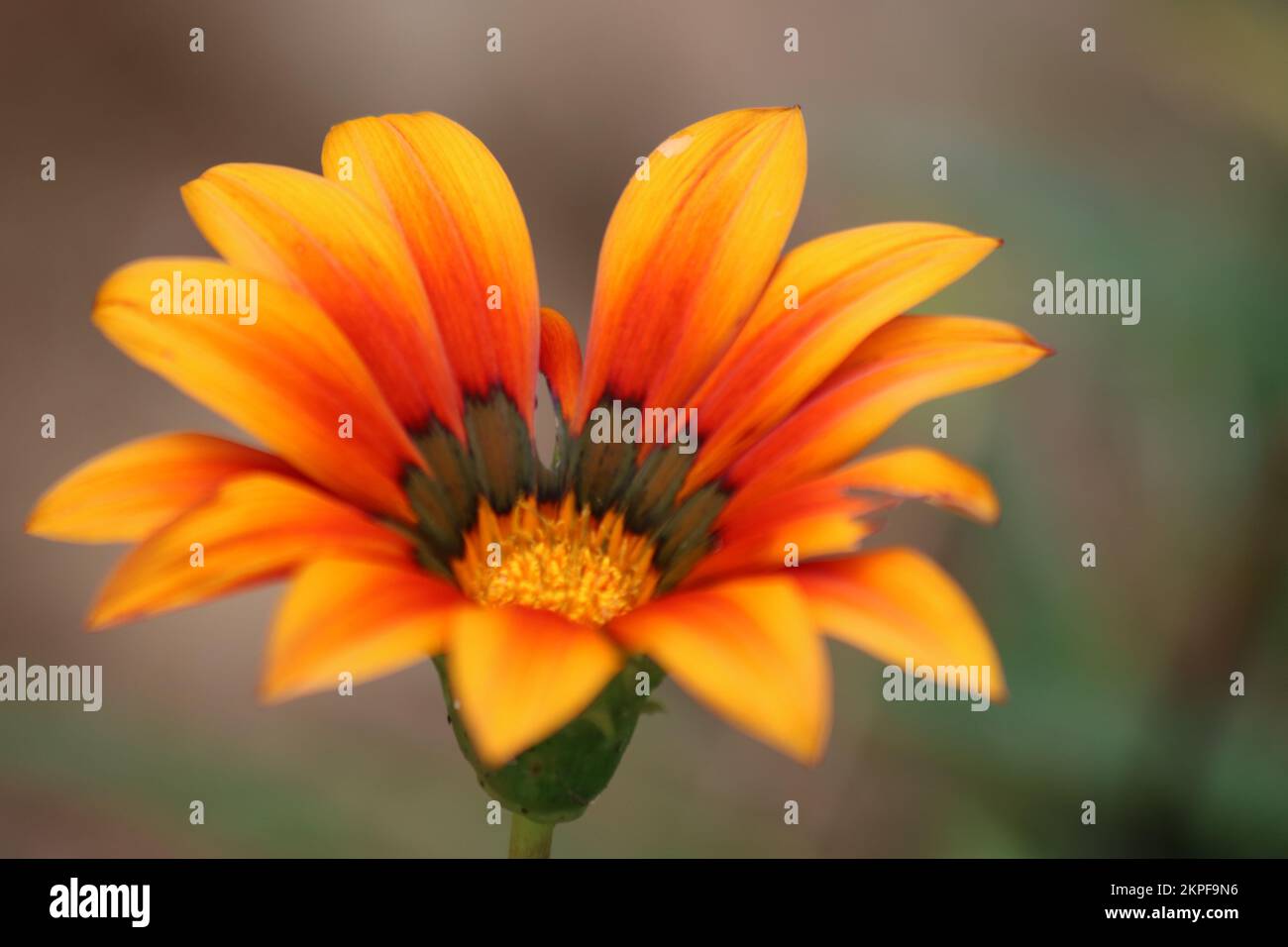 A closeup shot of a Gazania linearis flower with a blurred background Stock Photo