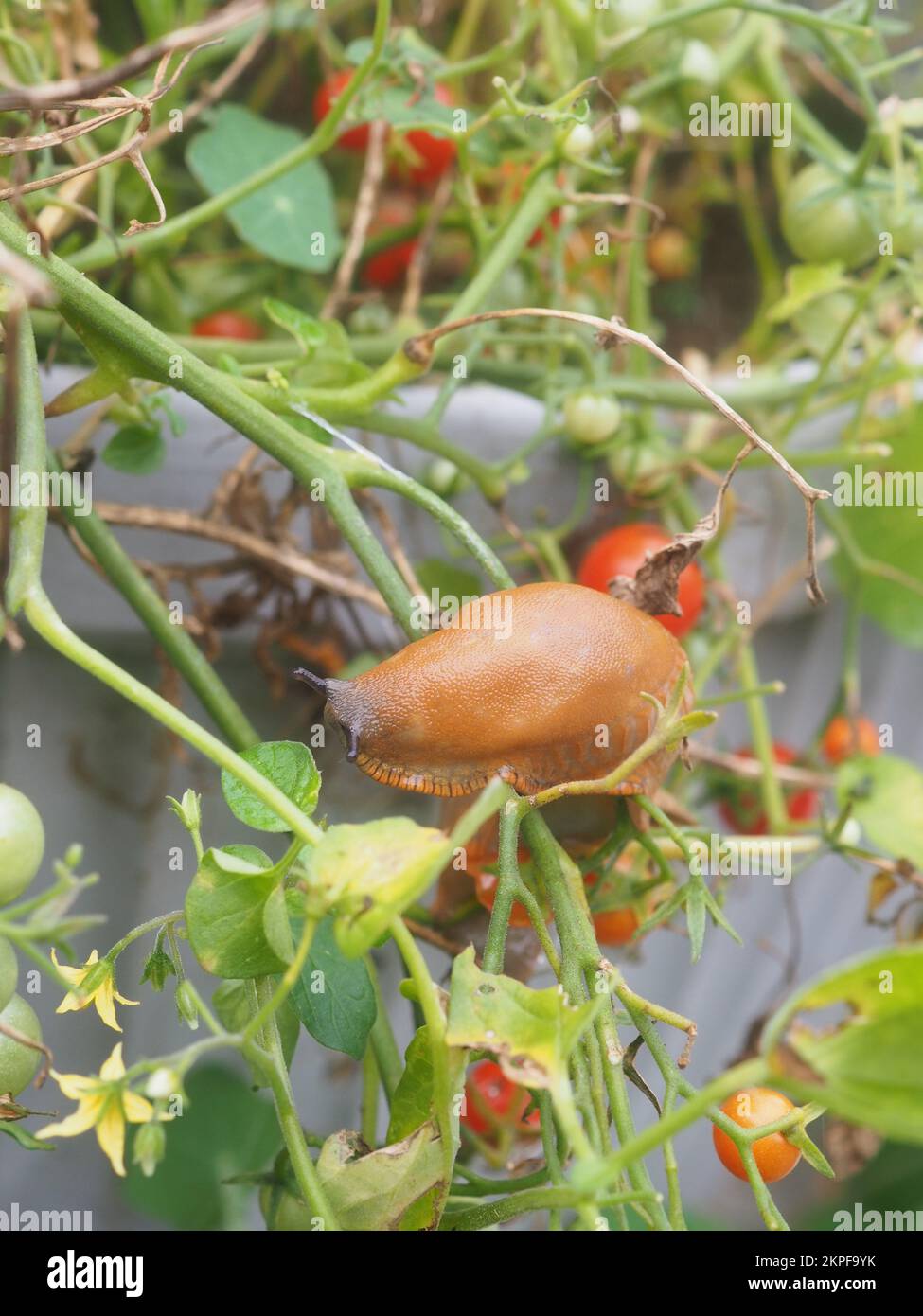 Slug pest damage garden hires stock photography and images Alamy