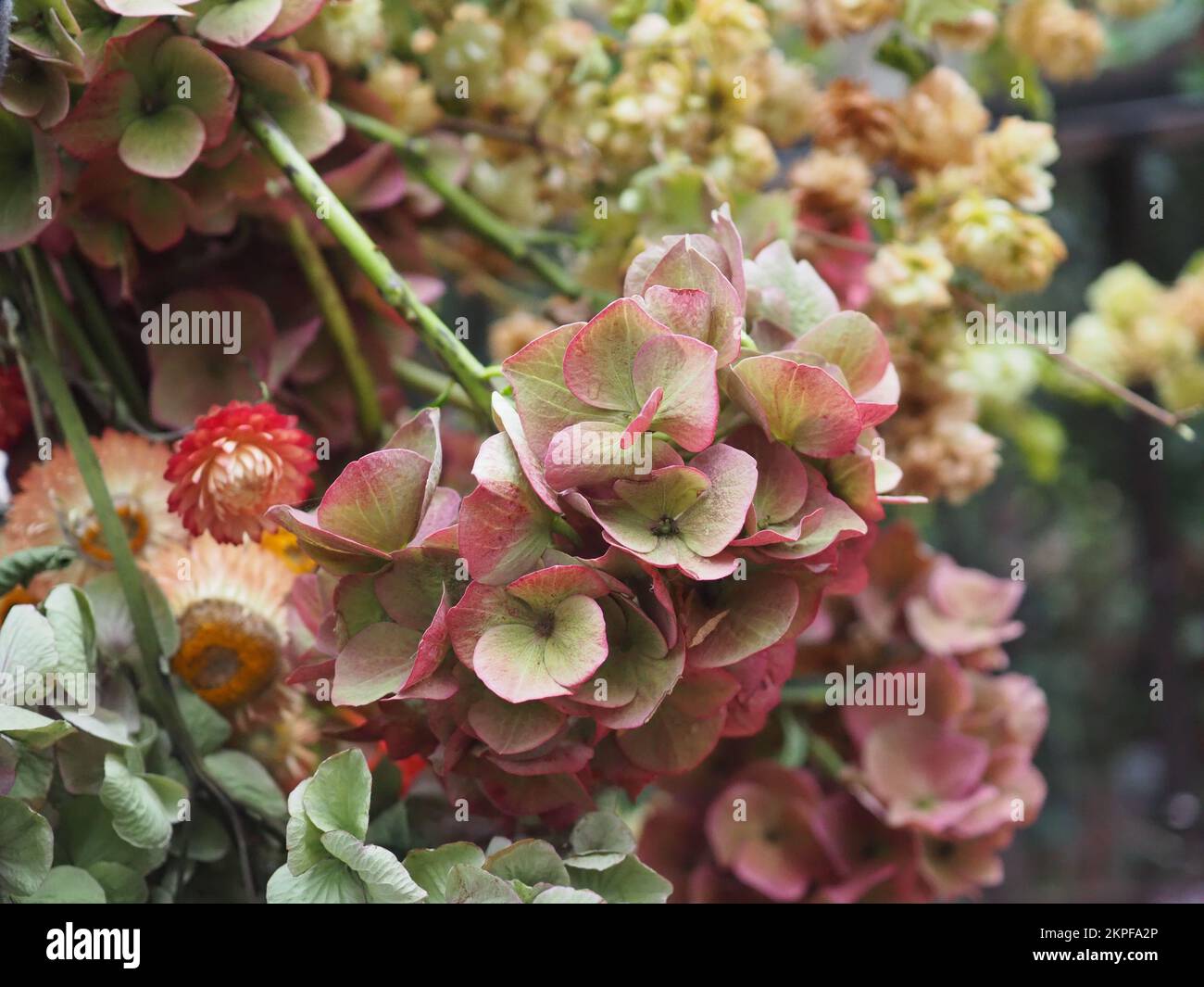 Drying hydrangea flowers hires stock photography and images Alamy