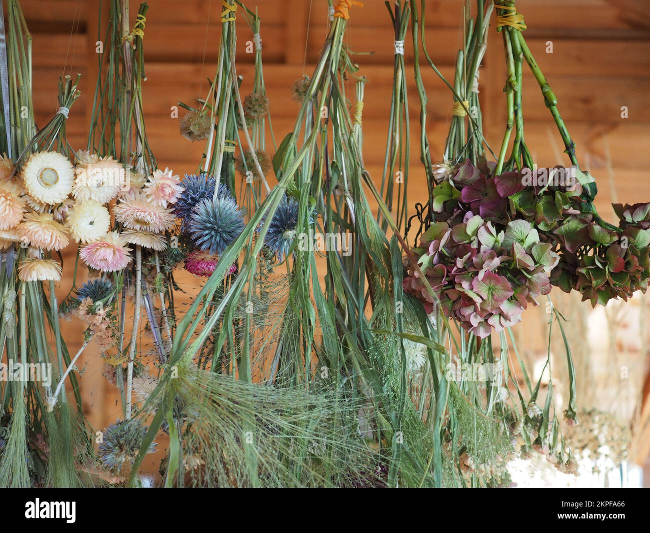 Flowers hanging upsidedown to dry Stock Photo Alamy