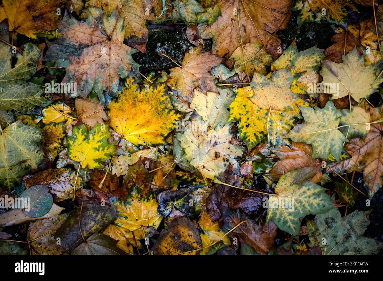 Vibrant colours of dead Autumn leaves lying on the ground in England in the UK. Stock Photo