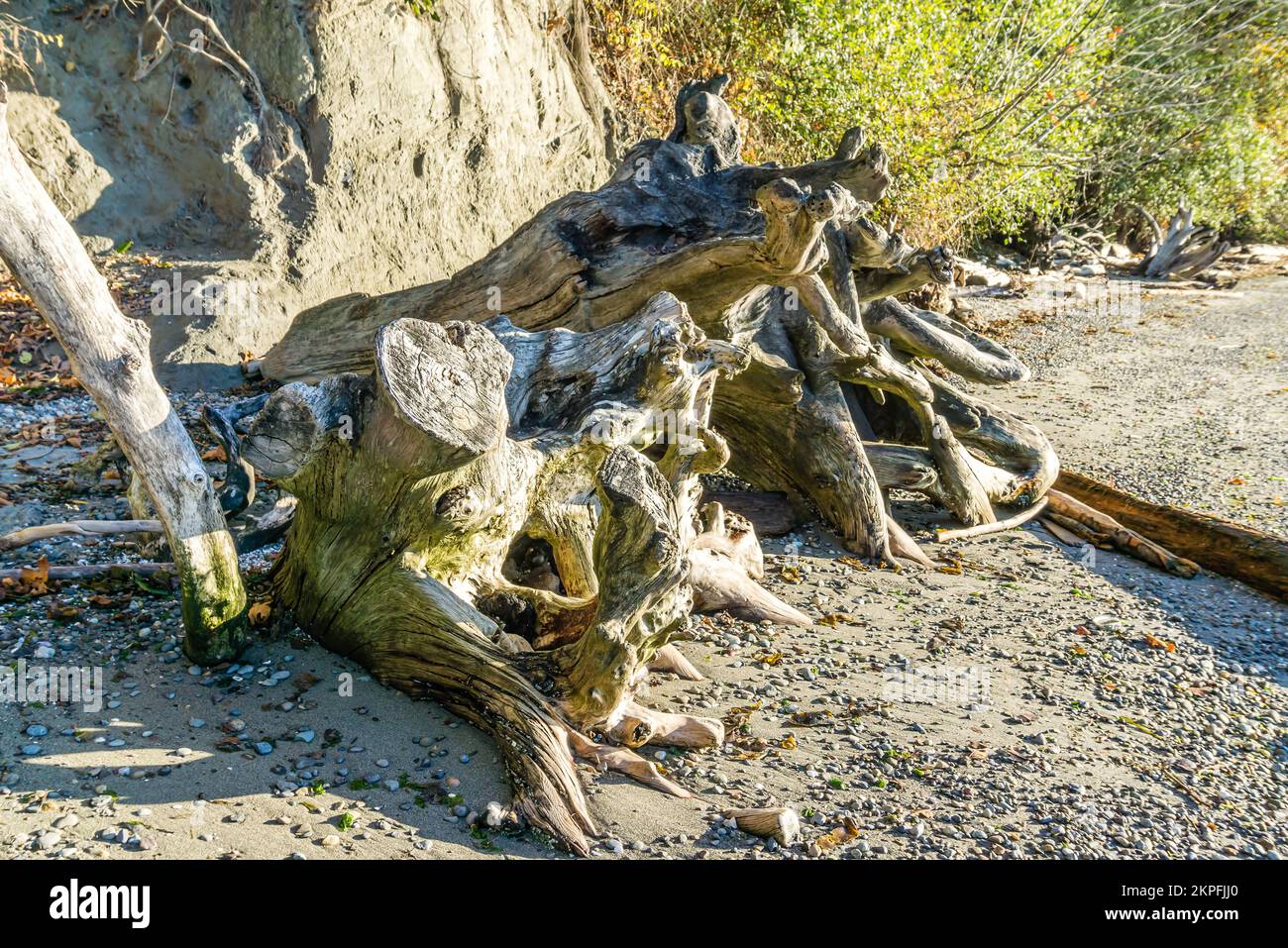 A driftwood tree trunk along the shore at Seahurst Park in Burien