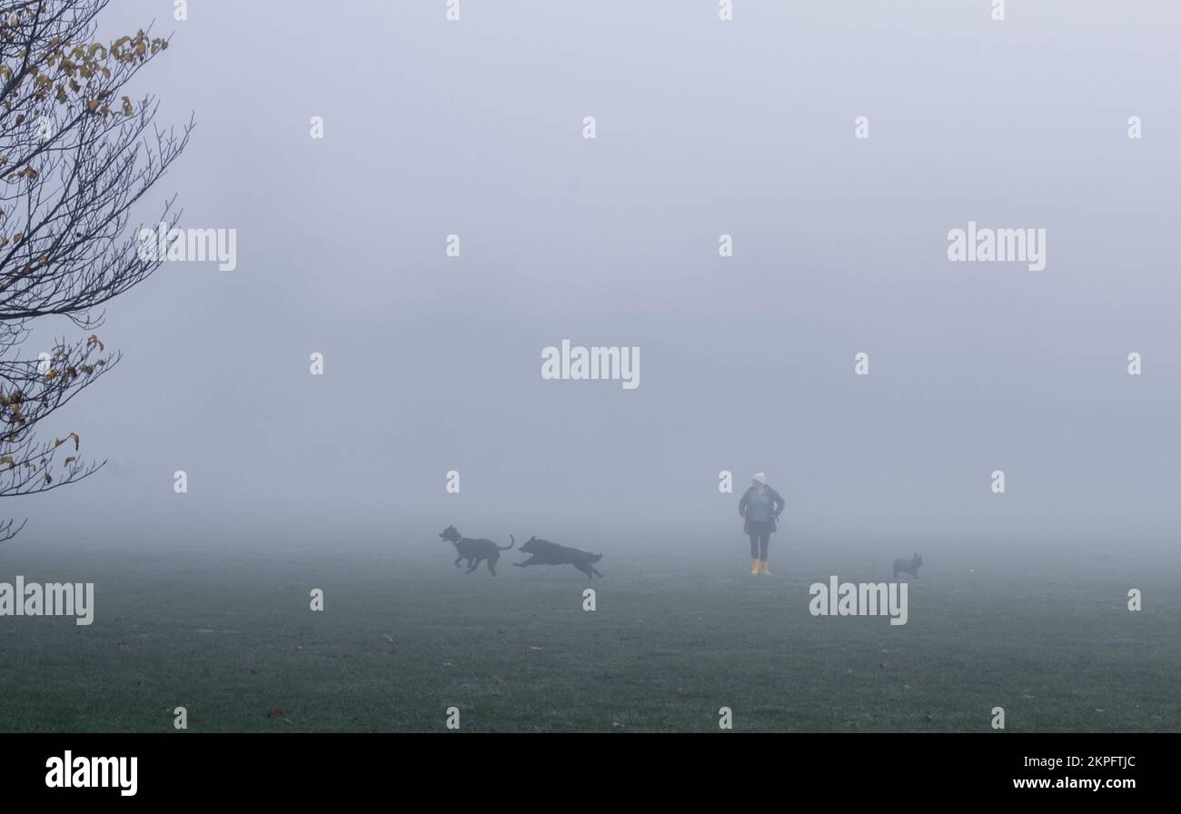 Harrogate, UK. 28th Nov, 2022. An eerie landscape was created by the fog on the Stray in the town centre this morning. A lady wearing yellow boots plays with her dogs. Picture Credit: ernesto rogata/Alamy Live News Stock Photo