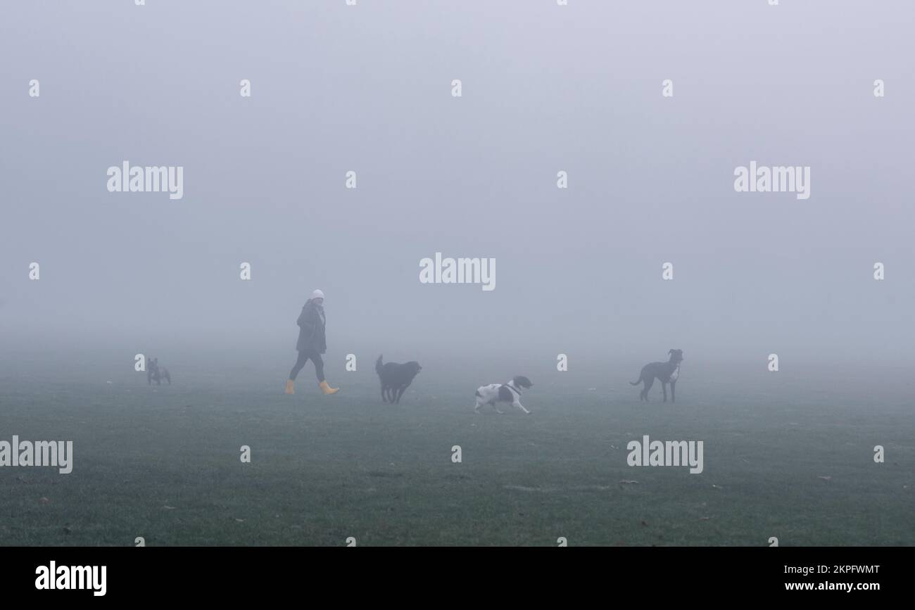 Harrogate, UK. 28th Nov, 2022. An eerie landscape was created by the fog on the Stray in the town centre this morning. A lady wearing yellow boots plays with her dogs. Picture Credit: ernesto rogata/Alamy Live News Stock Photo