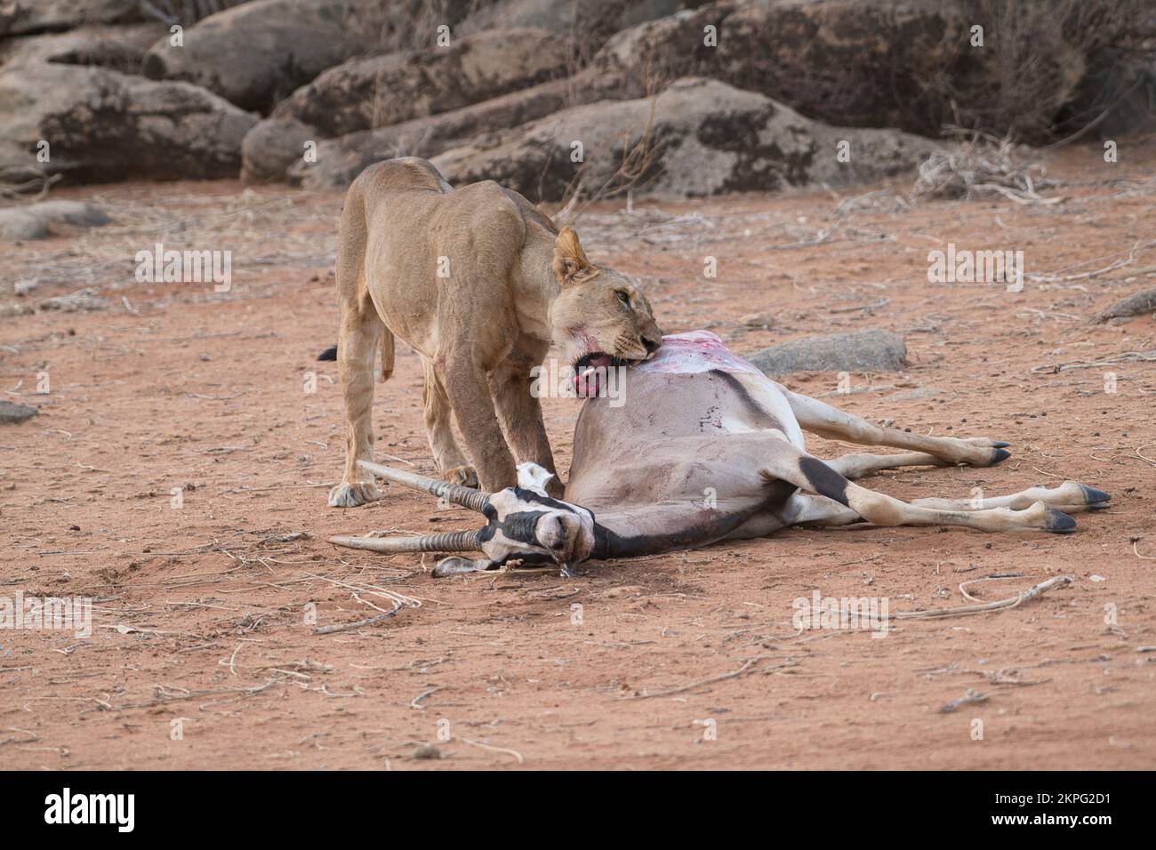 A young lion (Panthera leo) attempting to open the carcass of a beisa oryx antelope killed by another member of the pride. Stock Photo