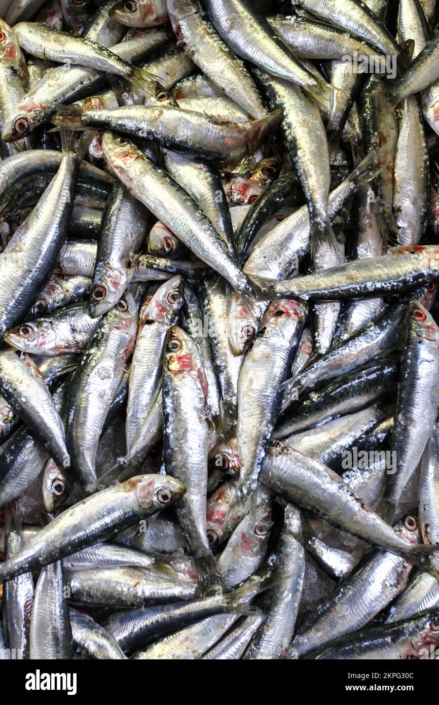close up of freshly caught fresh sardines sold at the fish market