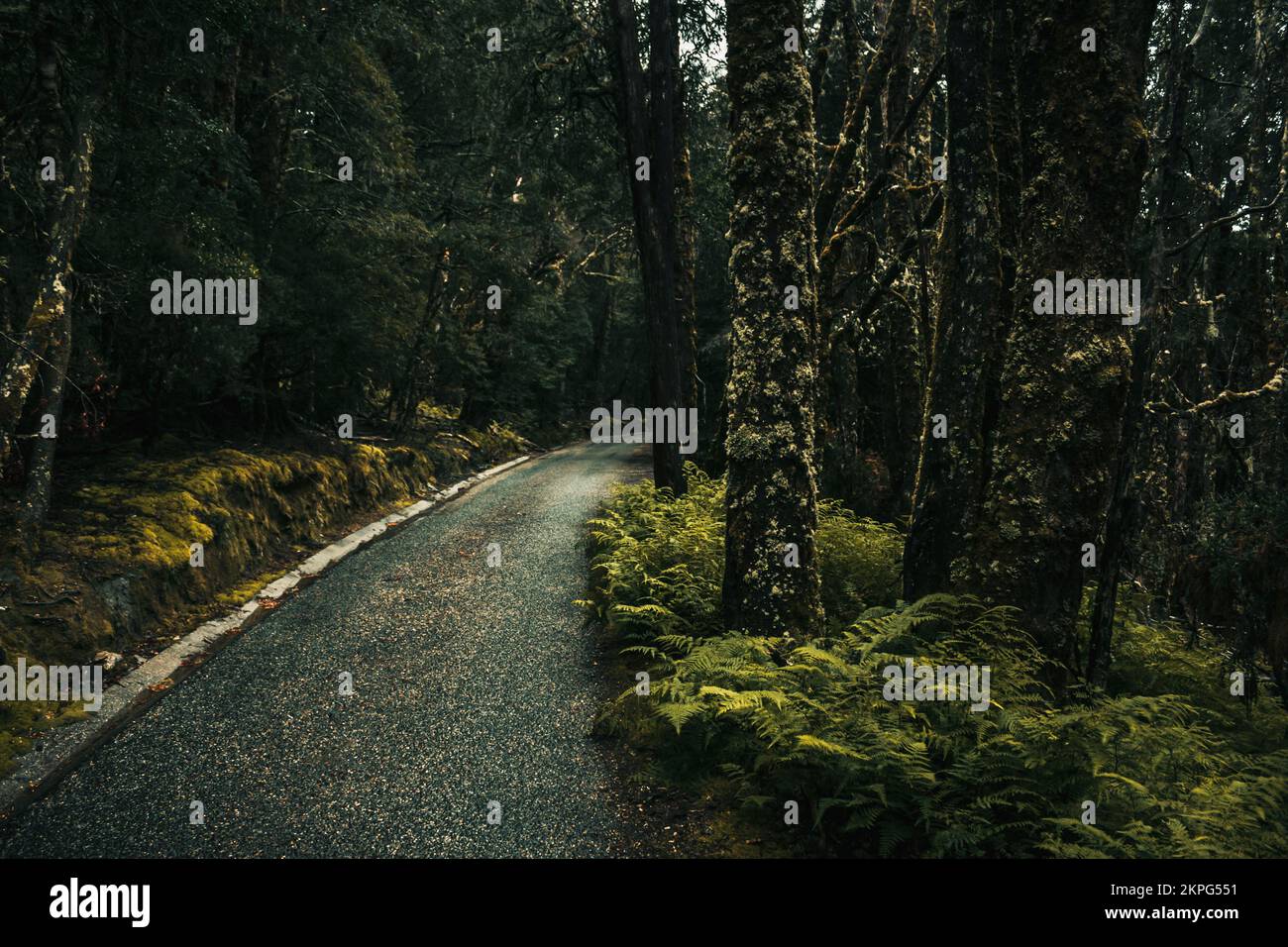 Fine art photography of a Tasmanian road landscape in a dense and evergreen country forest. The scenic route Stock Photo