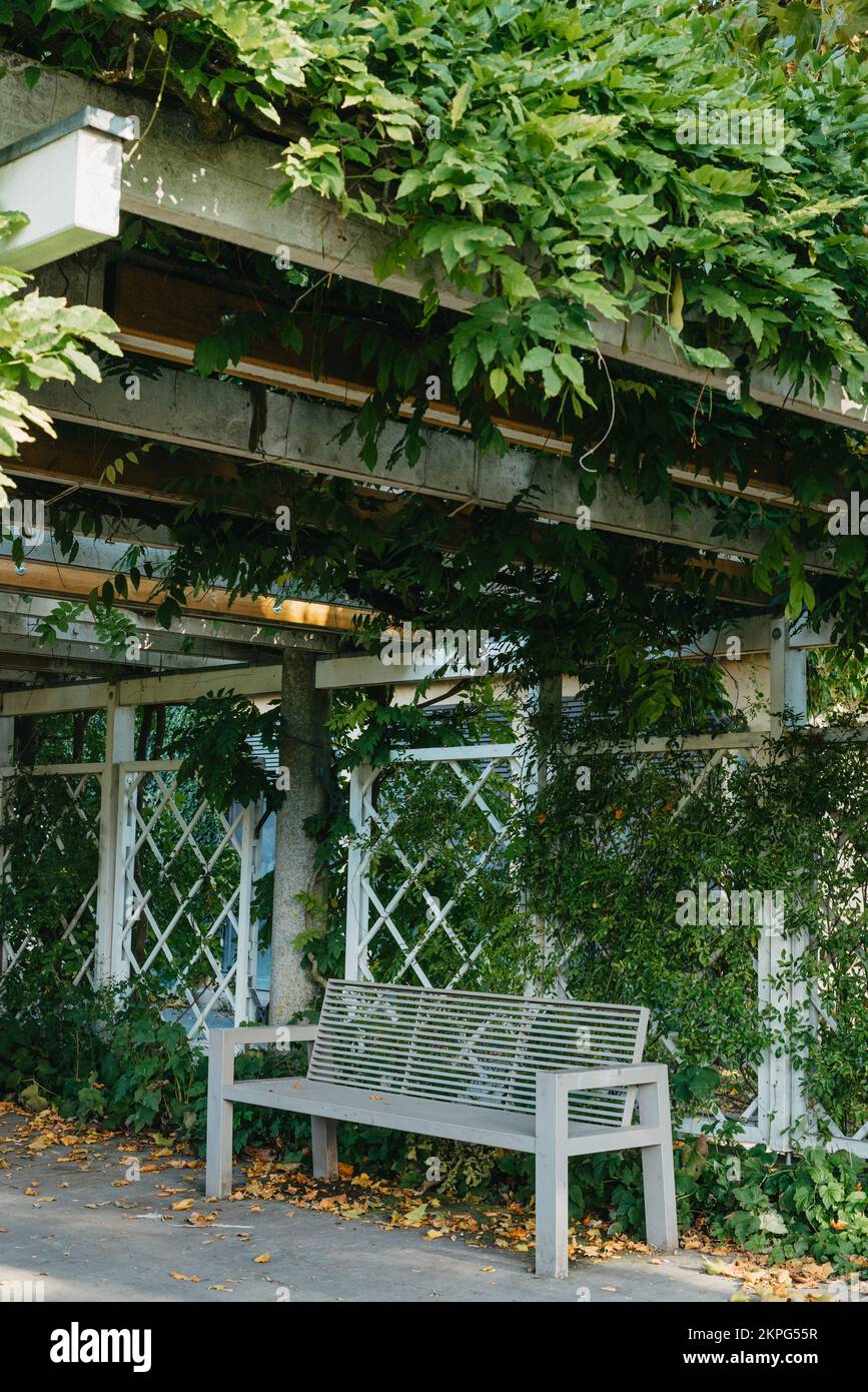 White Park Bench With Stone Wall And Green Leaves Of The Ivy In Quiet ...