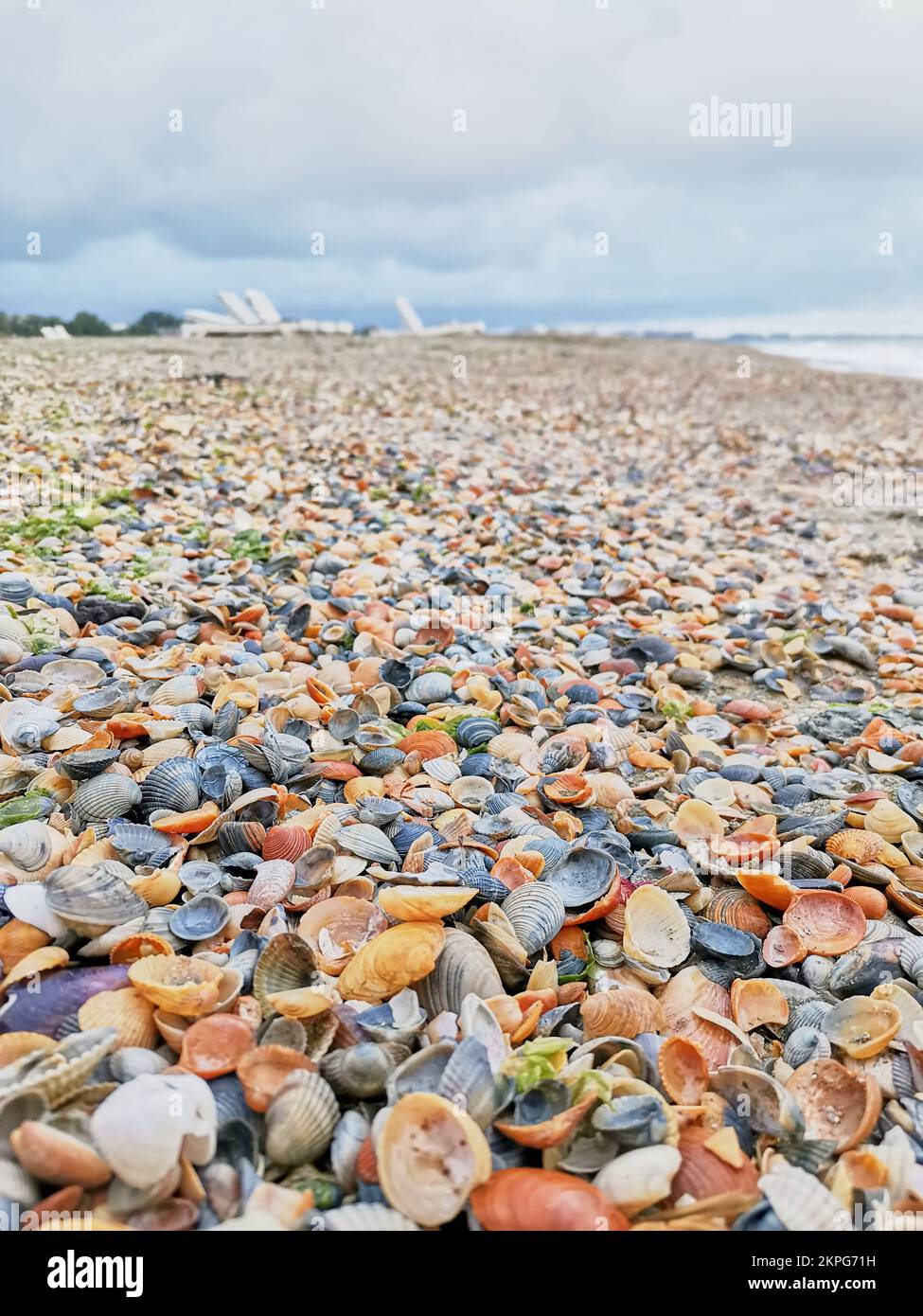 Multitude of colorful seashells on the beach in Mamaia Stock Photo