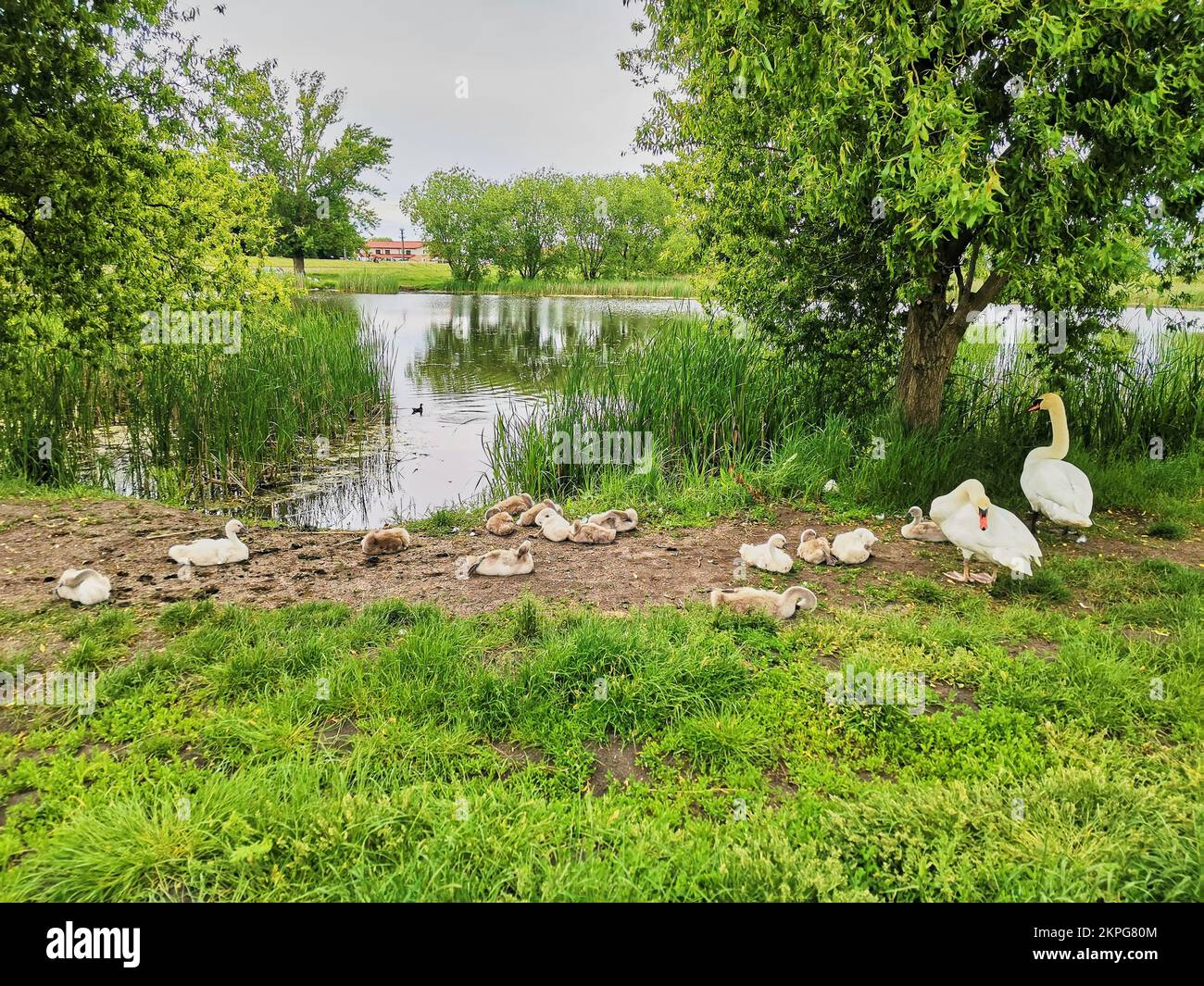 Family of swans with their babies sleeping in the shade near the lake